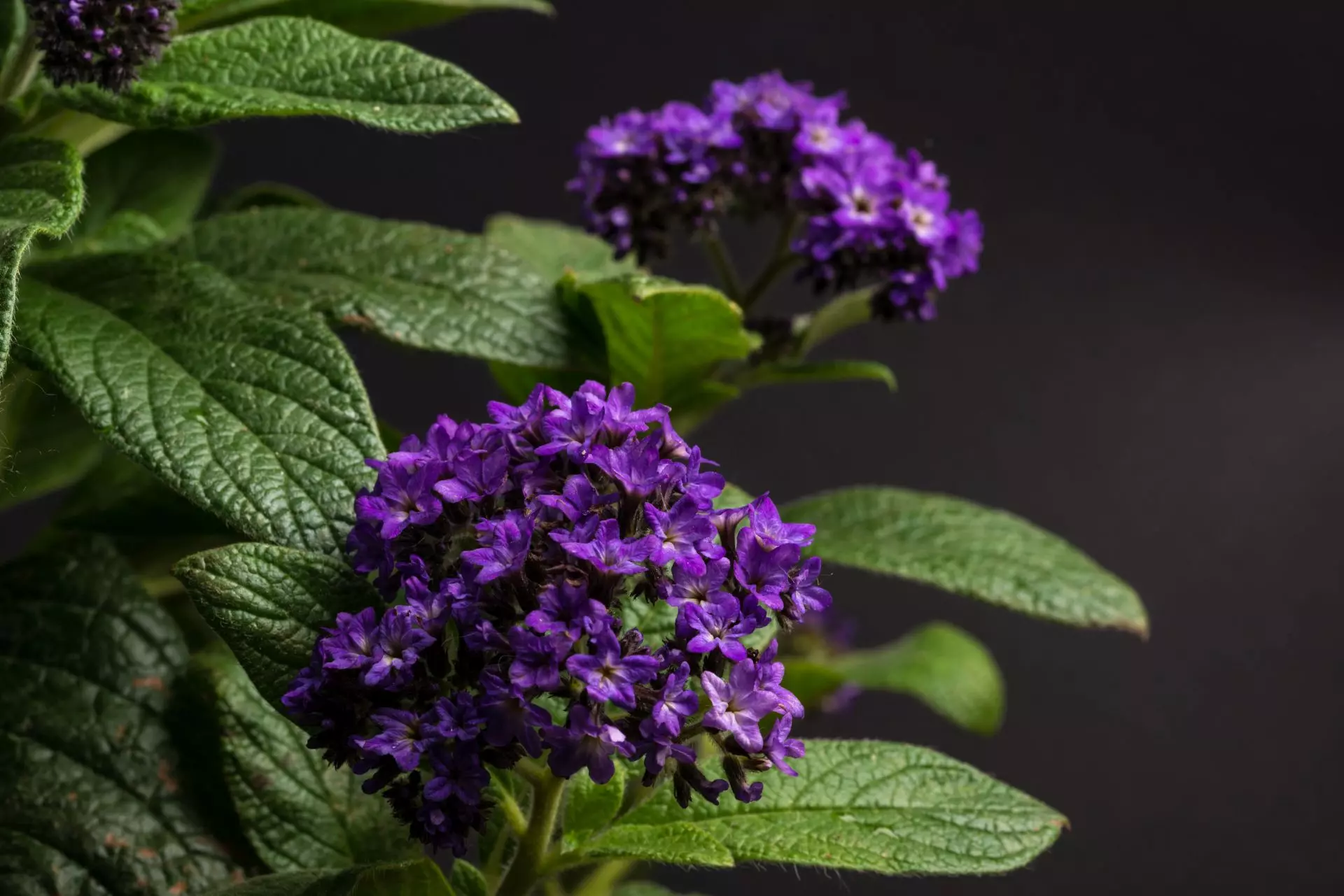violett blühende Vanilleblume