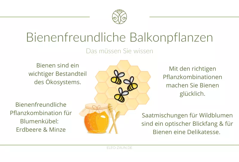 Infografik bienenfreundliche Balkonpflanzen